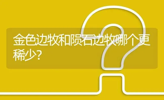 金色边牧和陨石边牧哪个更稀少？ | 动物养殖问答