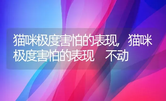 猫咪极度害怕的表现,猫咪极度害怕的表现 不动 | 宠物百科知识