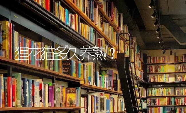 吉娃娃犬为什么不建议养？ | 动物养殖问答