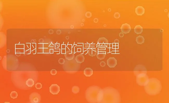 白羽王鸽的饲养管理 | 水产养殖知识