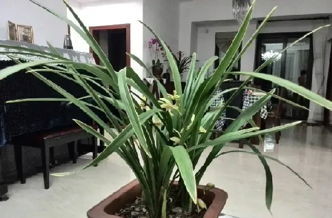 1月的兰花要怎么种植养护好？