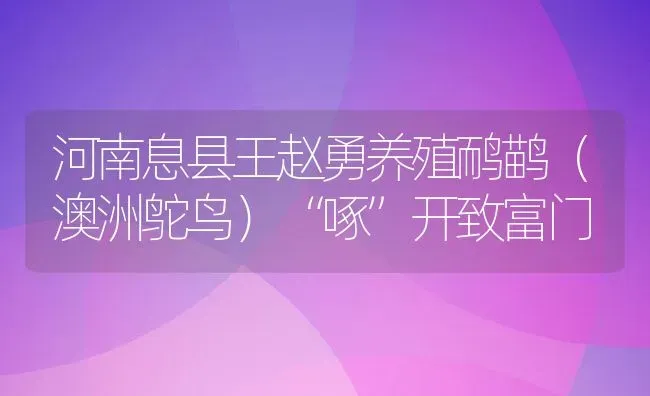 河南息县王赵勇养殖鸸鹋（澳洲鸵鸟）“啄”开致富门 | 动物养殖百科