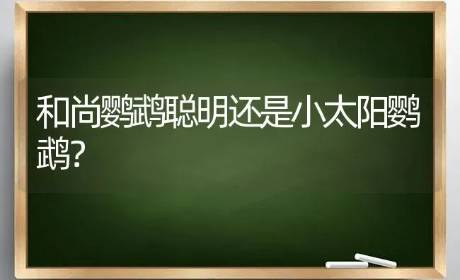 和尚鹦鹉聪明还是小太阳鹦鹉？ | 动物养殖问答