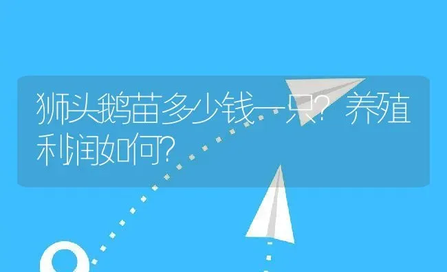 狮头鹅苗多少钱一只？养殖利润如何？ | 动物养殖百科