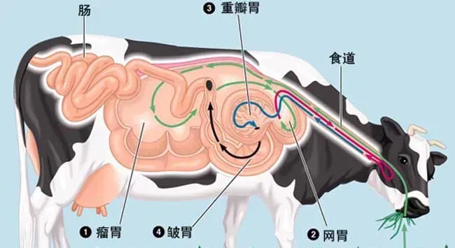 牛反刍的过程