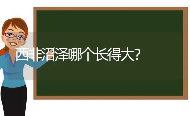 西非沼泽哪个长得大？ | 动物养殖问答