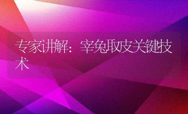 专家讲解：宰兔取皮关键技术 | 水产养殖知识