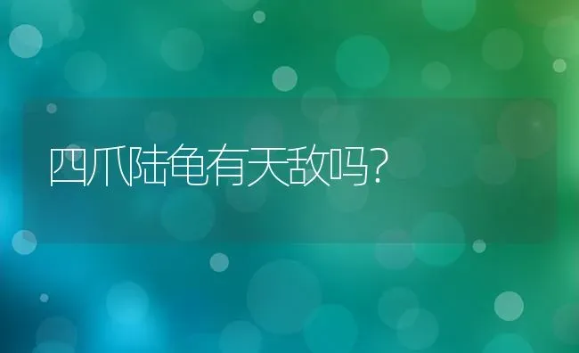 四爪陆龟有天敌吗？ | 动物养殖问答