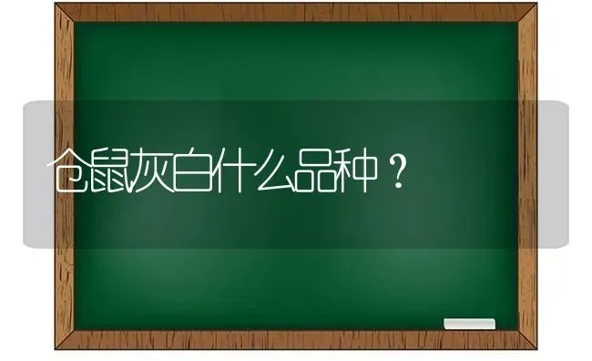 仓鼠灰白什么品种？ | 动物养殖问答