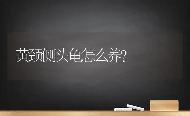 黄颈侧头龟怎么养？ | 动物养殖问答