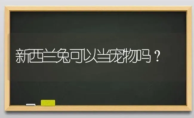 新西兰兔可以当宠物吗？ | 动物养殖问答