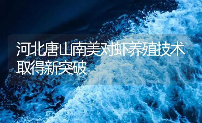 河北唐山南美对虾养殖技术取得新突破 | 海水养殖技术