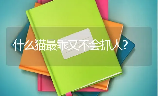 什么猫最乖又不会抓人？ | 动物养殖问答