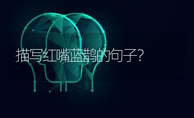 描写红嘴蓝鹊的句子？ | 动物养殖问答