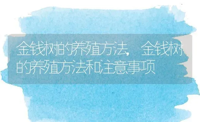 金钱树的养殖方法,金钱树的养殖方法和注意事项 | 宠物百科知识