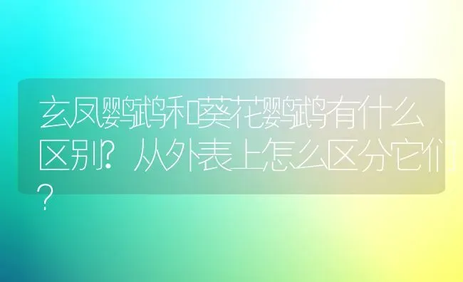 玄凤鹦鹉和葵花鹦鹉有什么区别?从外表上怎么区分它们？ | 动物养殖问答