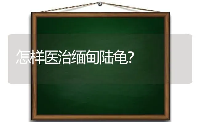 怎样医治缅甸陆龟？ | 动物养殖问答