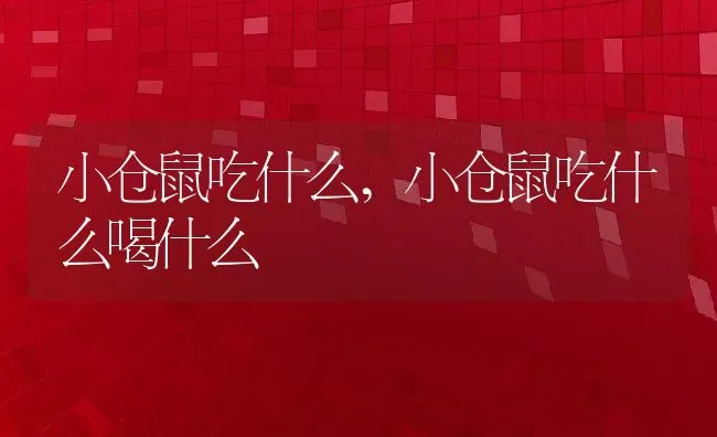 小仓鼠吃什么,小仓鼠吃什么喝什么 | 宠物百科知识