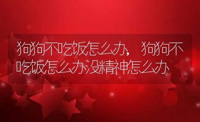 狗狗不吃饭怎么办,狗狗不吃饭怎么办没精神怎么办 | 宠物百科知识