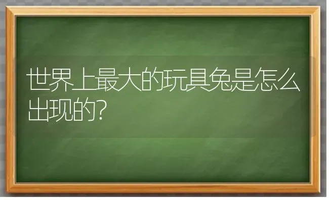 世界上最大的玩具兔是怎么出现的？ | 动物养殖问答