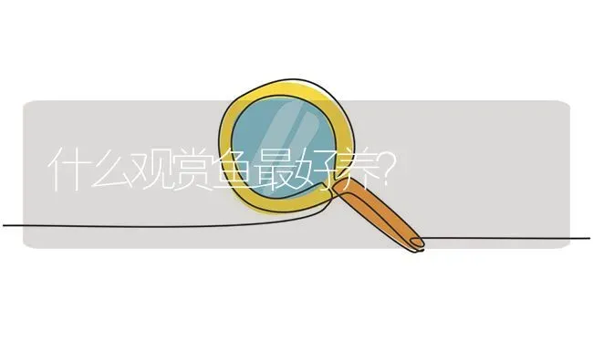 什么观赏鱼最好养？ | 鱼类宠物饲养