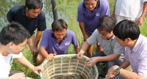 南美白对虾养殖，水色和透明度的四大作用