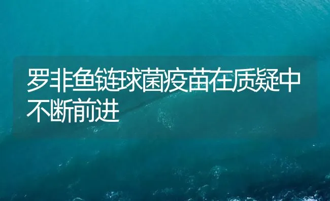 罗非鱼链球菌疫苗在质疑中不断前进 | 海水养殖技术