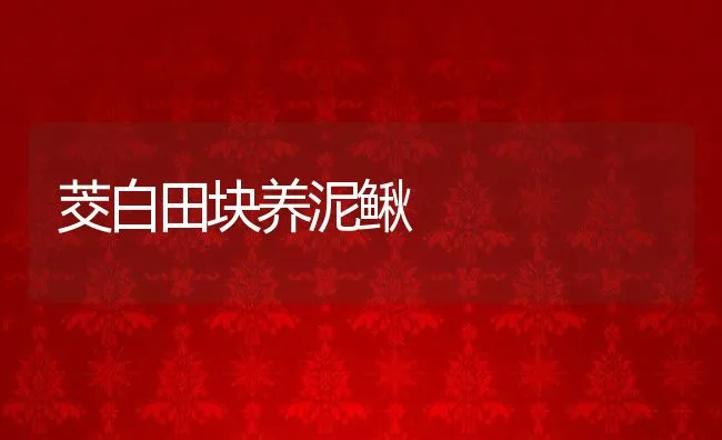 茭白田块养泥鳅 | 动物养殖饲料