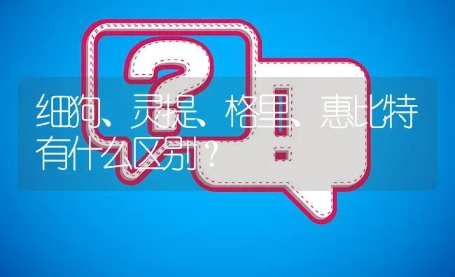 细狗、灵提、格里、惠比特有什么区别？ | 动物养殖问答