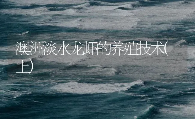 澳洲淡水龙虾的养殖技术(上) | 海水养殖技术