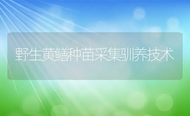 野生黄鳝种苗采集驯养技术 | 动物养殖饲料