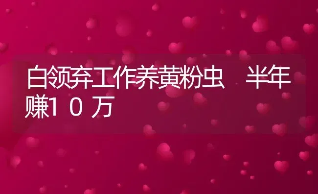 白领弃工作养黄粉虫 半年赚10万 | 动物养殖教程