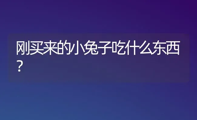 刚买来的小兔子吃什么东西？ | 动物养殖问答