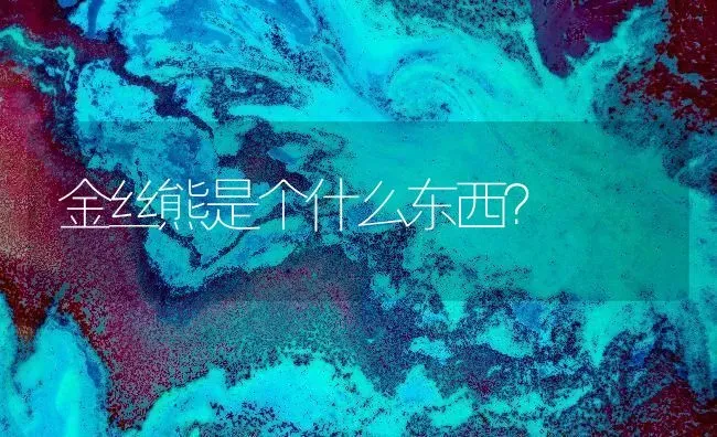 金丝熊是个什么东西？ | 动物养殖问答