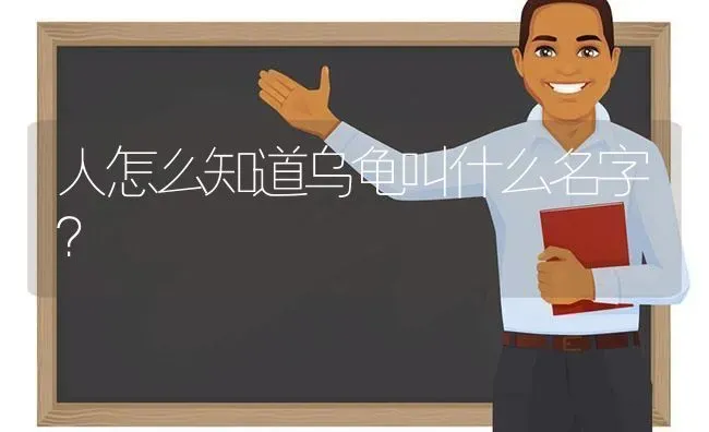 人怎么知道乌龟叫什么名字？ | 动物养殖问答