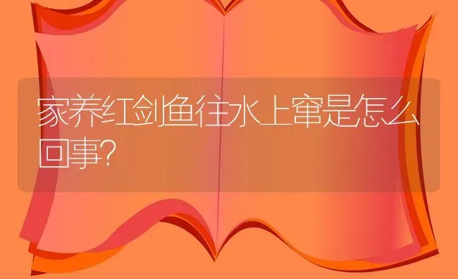 家养红剑鱼往水上窜是怎么回事？ | 鱼类宠物饲养