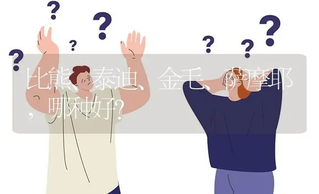 比熊、泰迪、金毛、萨摩耶，哪种好？ | 动物养殖问答