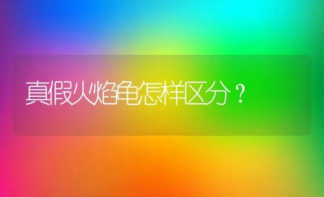 真假火焰龟怎样区分？ | 动物养殖问答