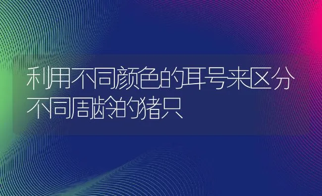 利用不同颜色的耳号来区分不同周龄的猪只 | 动物养殖学堂