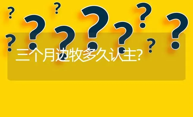 三个月边牧多久认主？ | 动物养殖问答