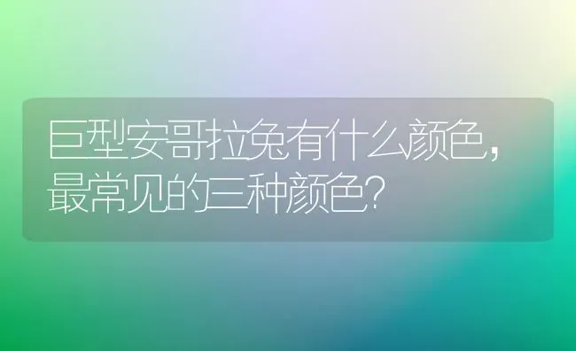 巨型安哥拉兔有什么颜色，最常见的三种颜色？ | 动物养殖问答