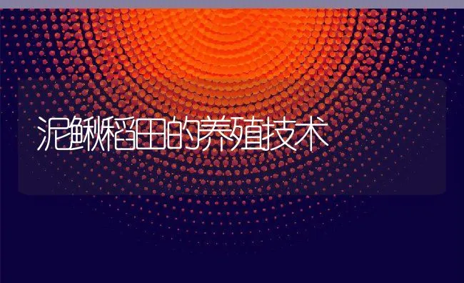 泥鳅稻田的养殖技术 | 动物养殖学堂