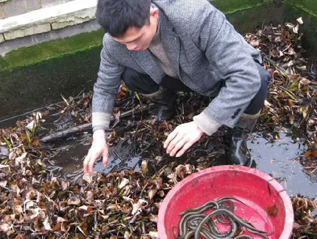 以黄鳝为媒 让监利穷乡亲走上致富路