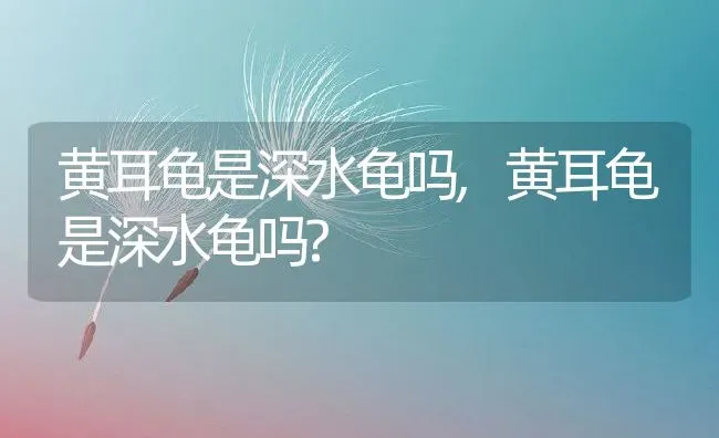 黄耳龟是深水龟吗,黄耳龟是深水龟吗? | 宠物百科知识