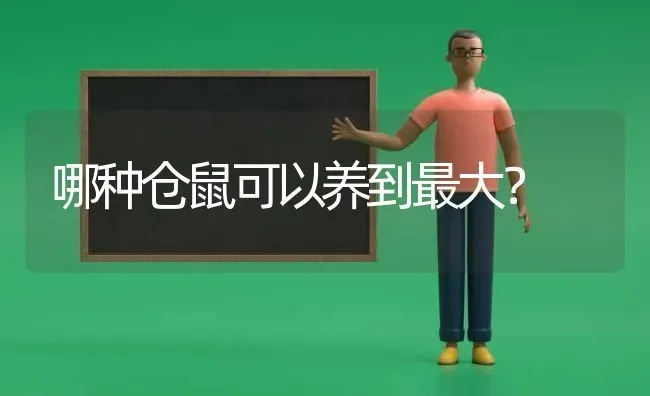 哪种仓鼠可以养到最大？ | 动物养殖问答