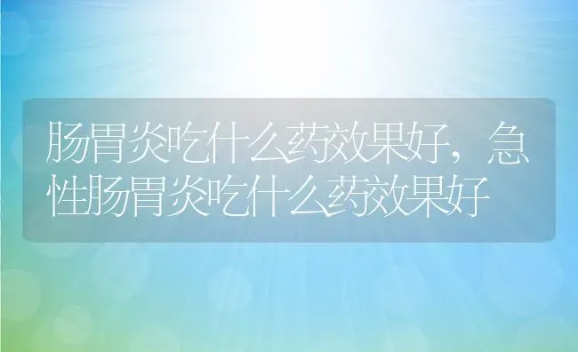 肠胃炎吃什么药效果好,急性肠胃炎吃什么药效果好 | 宠物百科知识