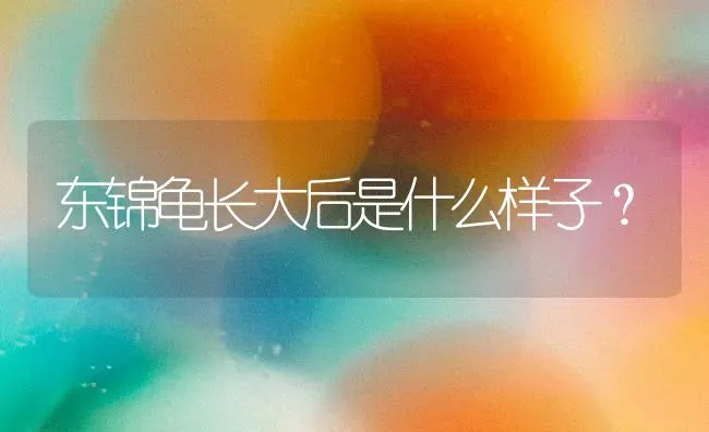 东锦龟长大后是什么样子？ | 动物养殖问答