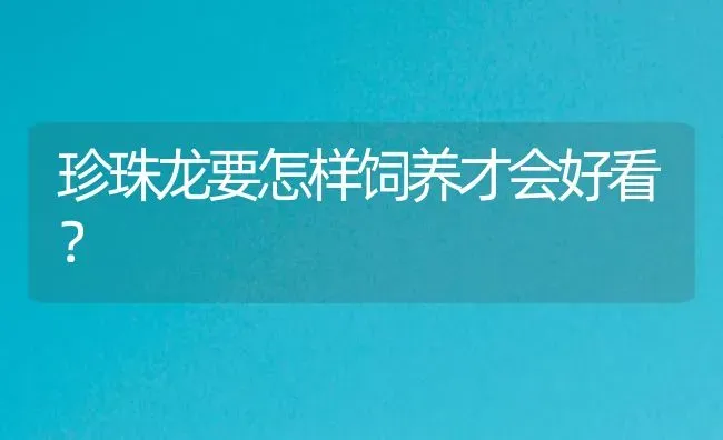 珍珠龙要怎样饲养才会好看？ | 鱼类宠物饲养