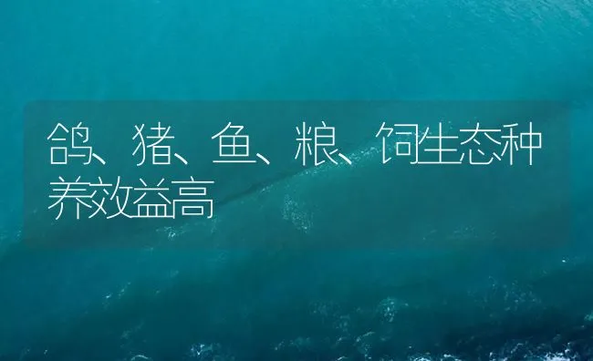 鸽、猪、鱼、粮、饲生态种养效益高 | 海水养殖技术