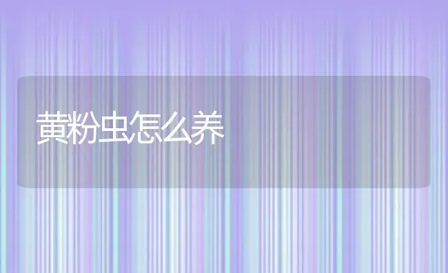 黄粉虫怎么养 | 动物养殖百科